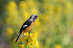 菜の花とジョウビタキ