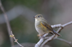 ルリビタキ（♀型）