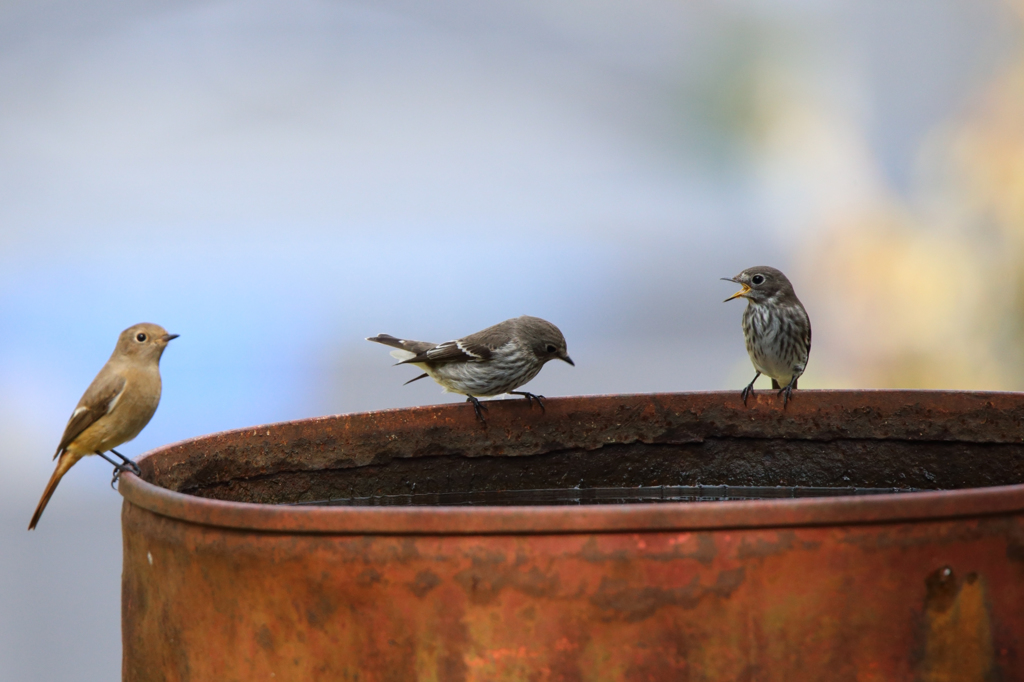 エゾビタキとジョウビタキ（ピンはエゾ）