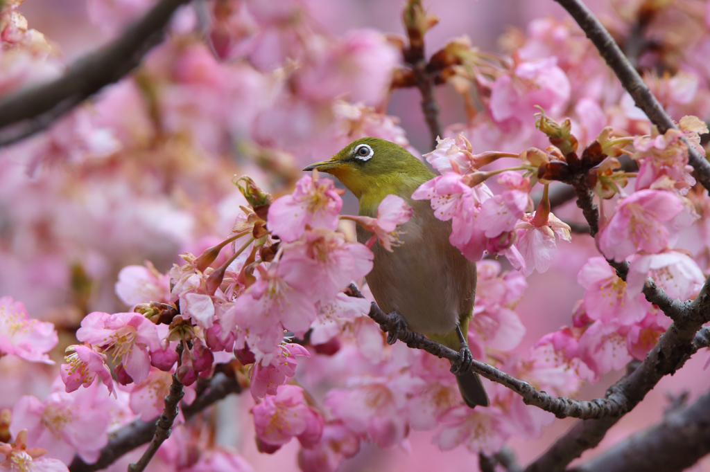 河津桜とメジロ