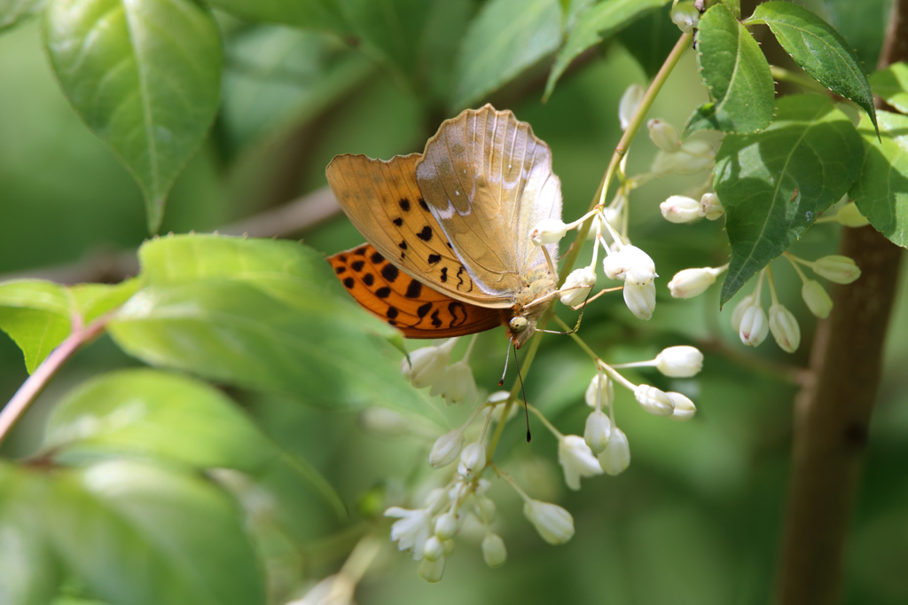 クモガタヒョウモン