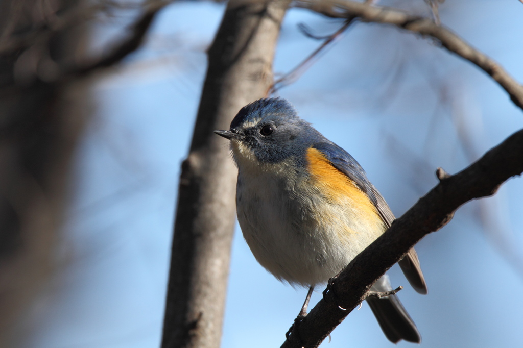 APS-C機でもルリビタキ