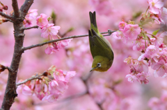 河津桜とメジロ