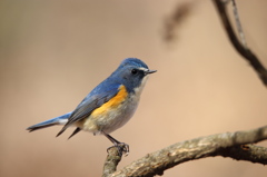 ルリビタキ（400mm F5.6）