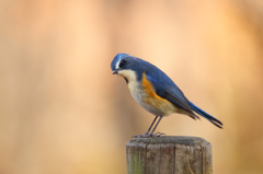 ルリビタキ（杭乗り）