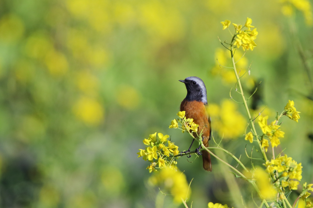 菜の花とジョウビタキ
