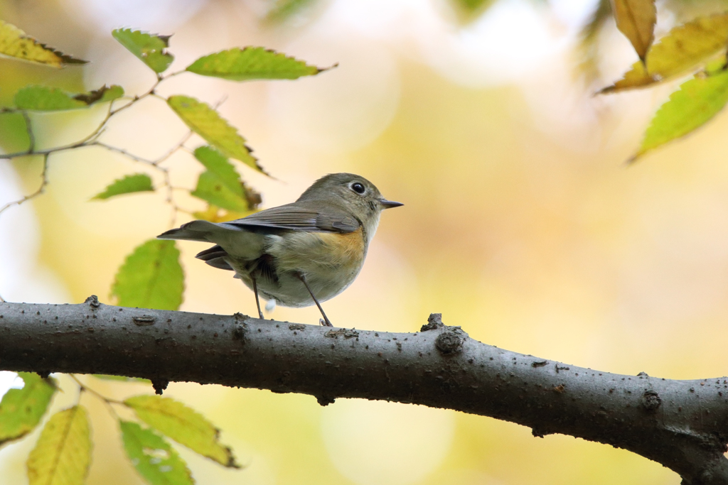 ルリビタキ（♀型）