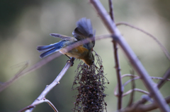 ルリビタキ♀型