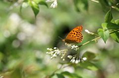 クモガタヒョウモン