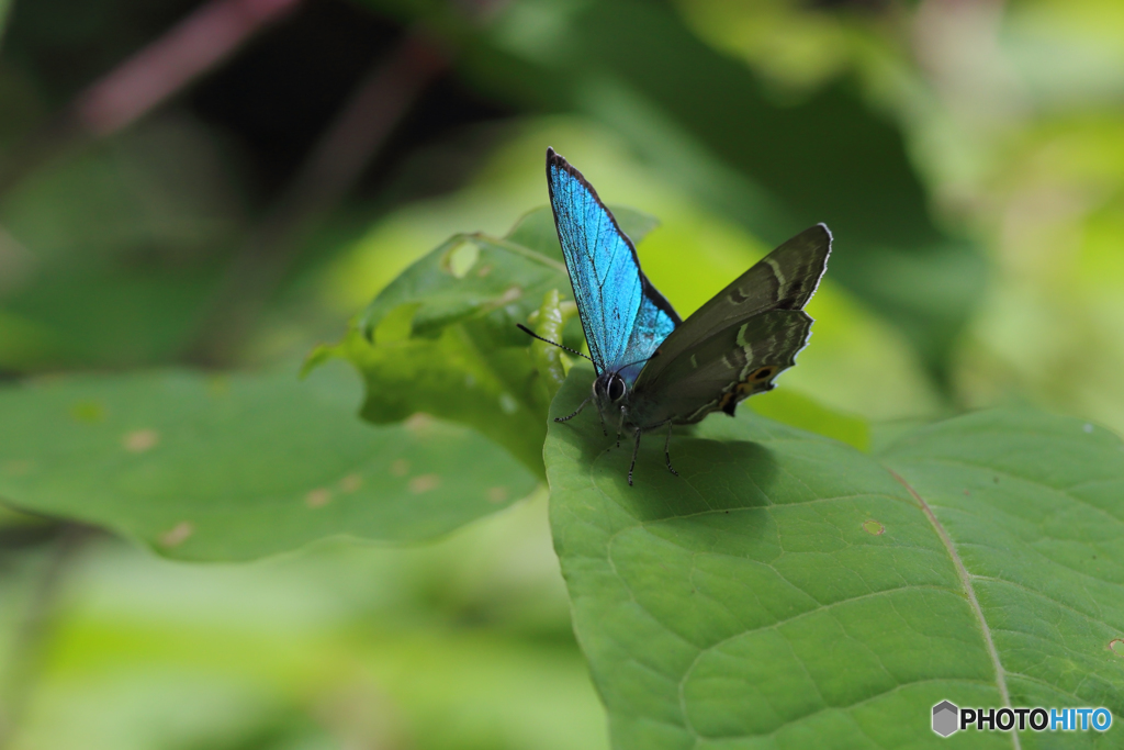 メスアカミドリシジミ