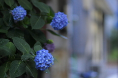 早朝の紫陽花（7）