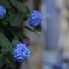 早朝の紫陽花（7）