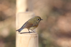 ルリビタキ（♀型）