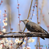 白梅とヒヨドリ