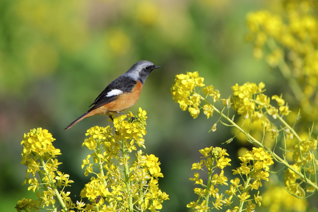 菜の花とジョウビタキ