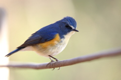 ルリビタキは、こう撮るのっ♪