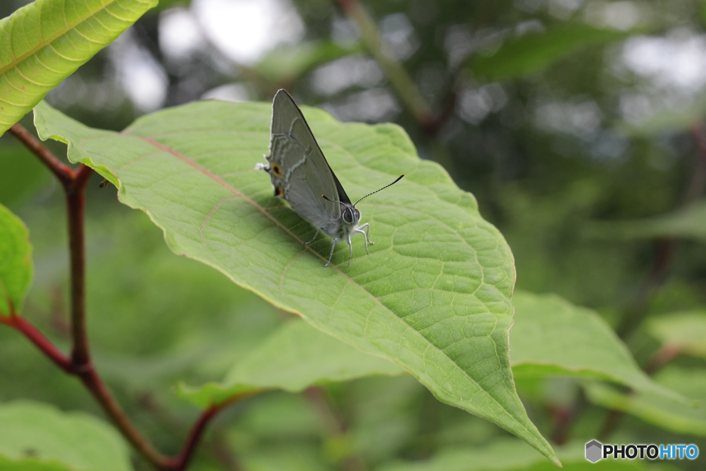 オオミドリシジミ