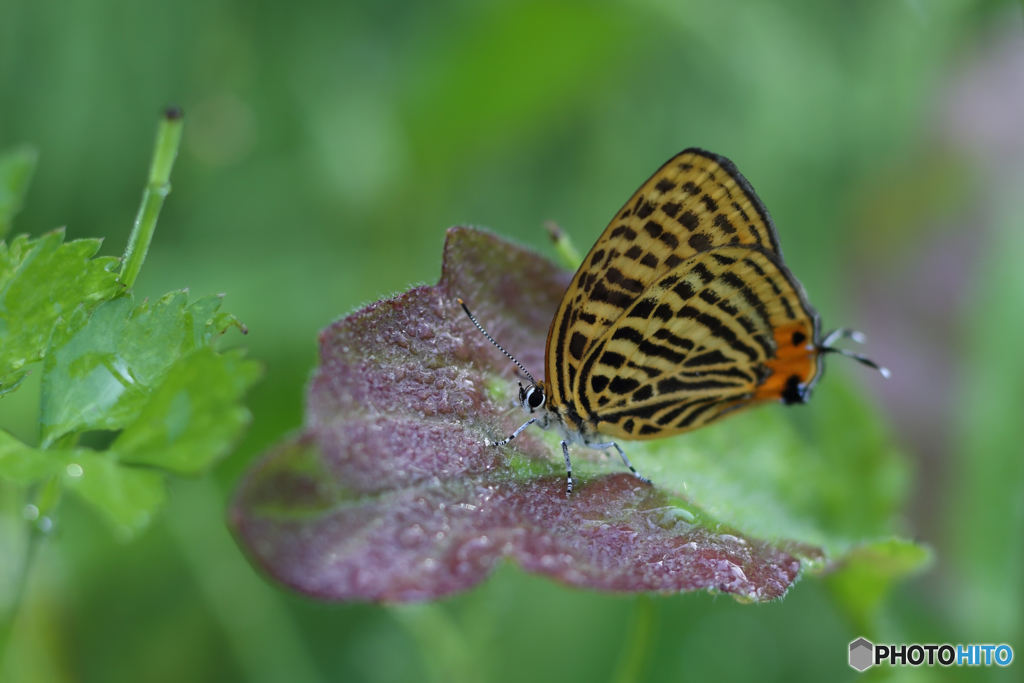 ウラナミアカシジミ