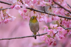 河津桜とメジロ