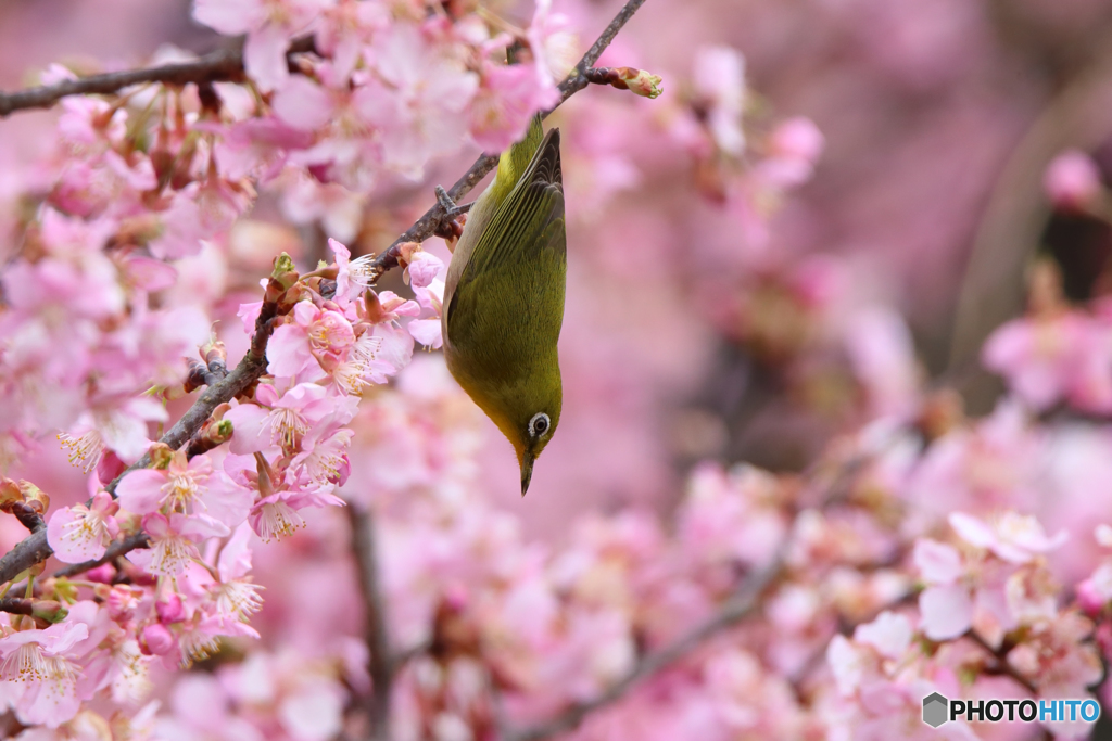 メジロと河津桜