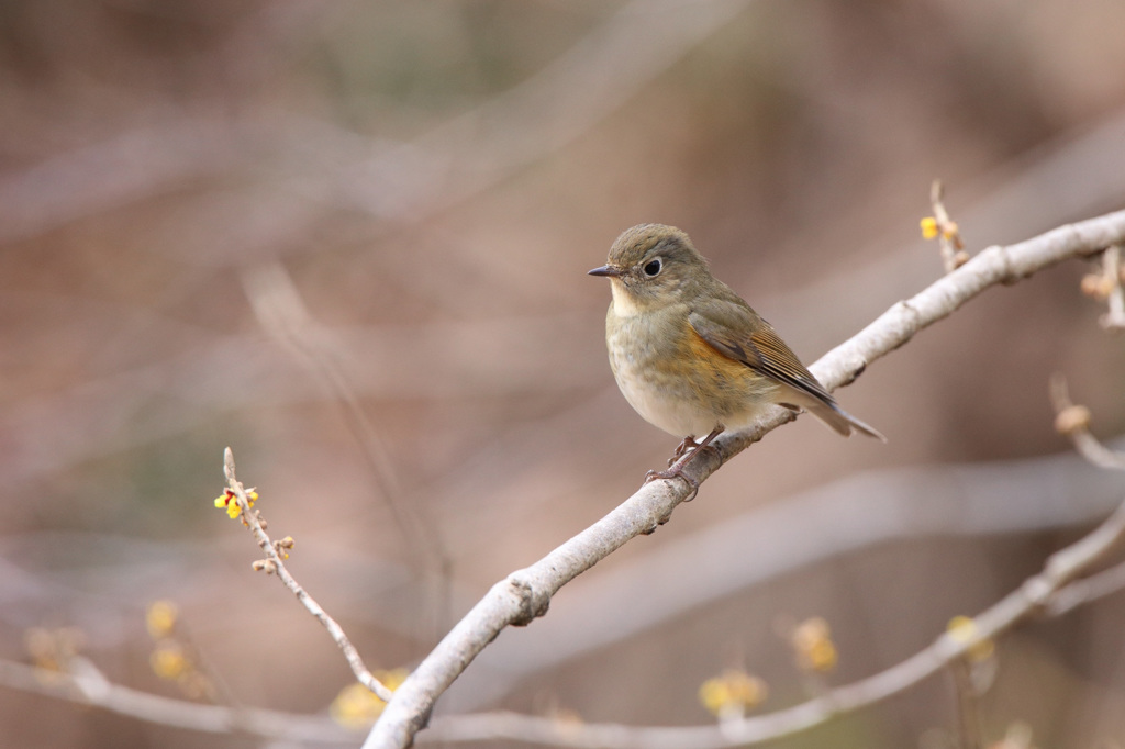 ルリビタキ（♀型）