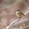 ルリビタキ（♀型）