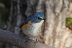 APS-C機でもルリビタキ