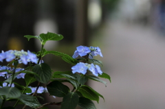 早朝の紫陽花（8）