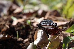 師走のアサギマダラ