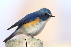 APS-C機でもルリビタキ