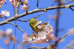 河津桜とメジロ