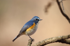 ルリビタキ（400mm F5.6）