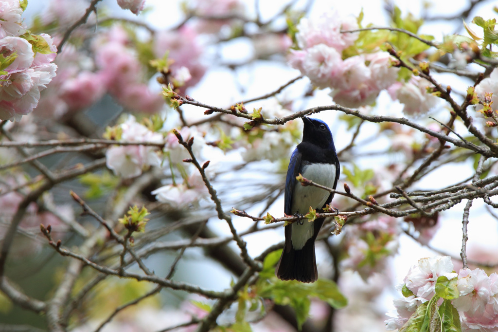 八重桜とオオルリ
