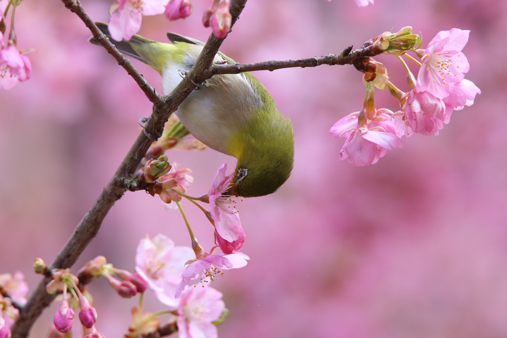 河津桜とメジロ