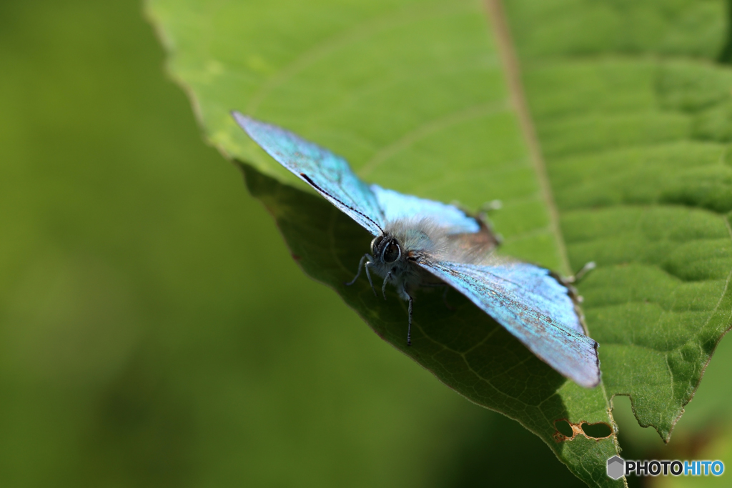 オオミドリシジミ