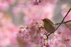 河津桜とメジロ