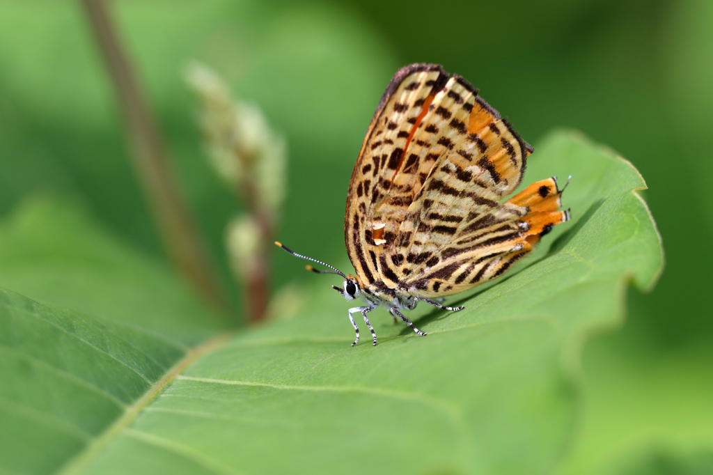 ウラナミアカシジミ