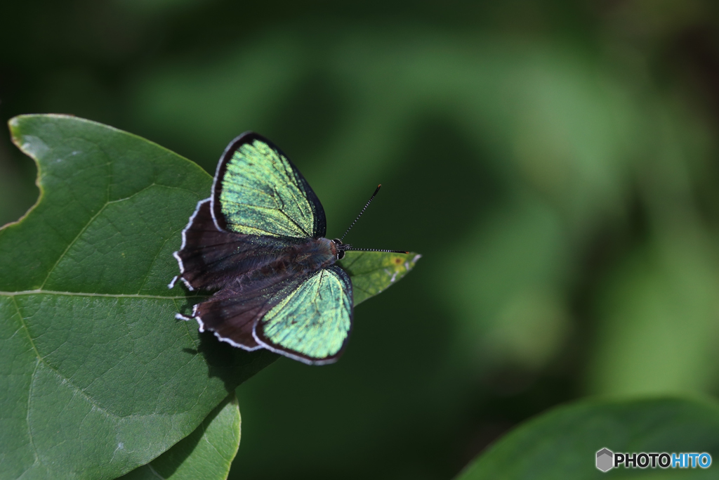 メスアカミドリシジミ