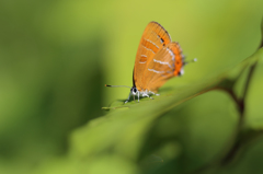 アカシジミ（F2.8）