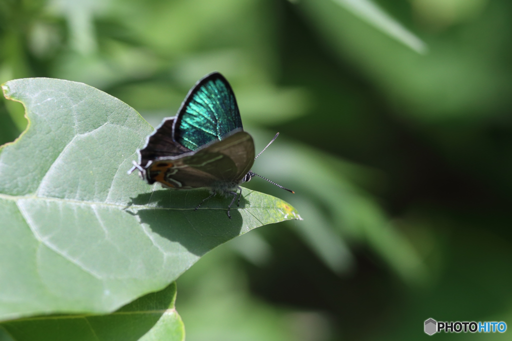 メスアカミドリシジミ