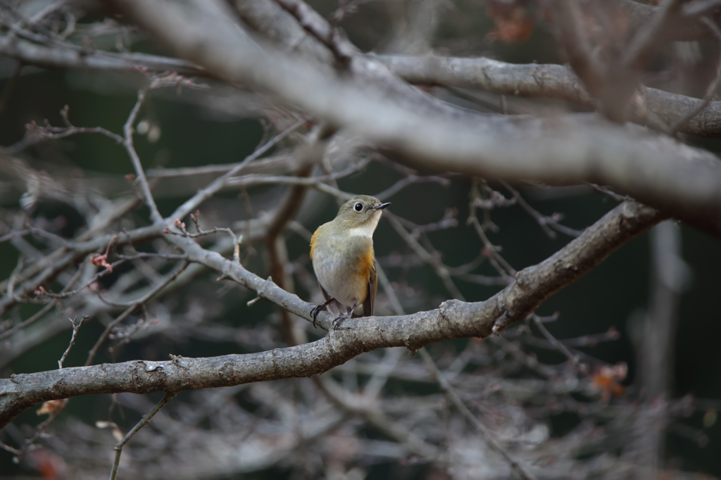 ルリビタキ（♀型）