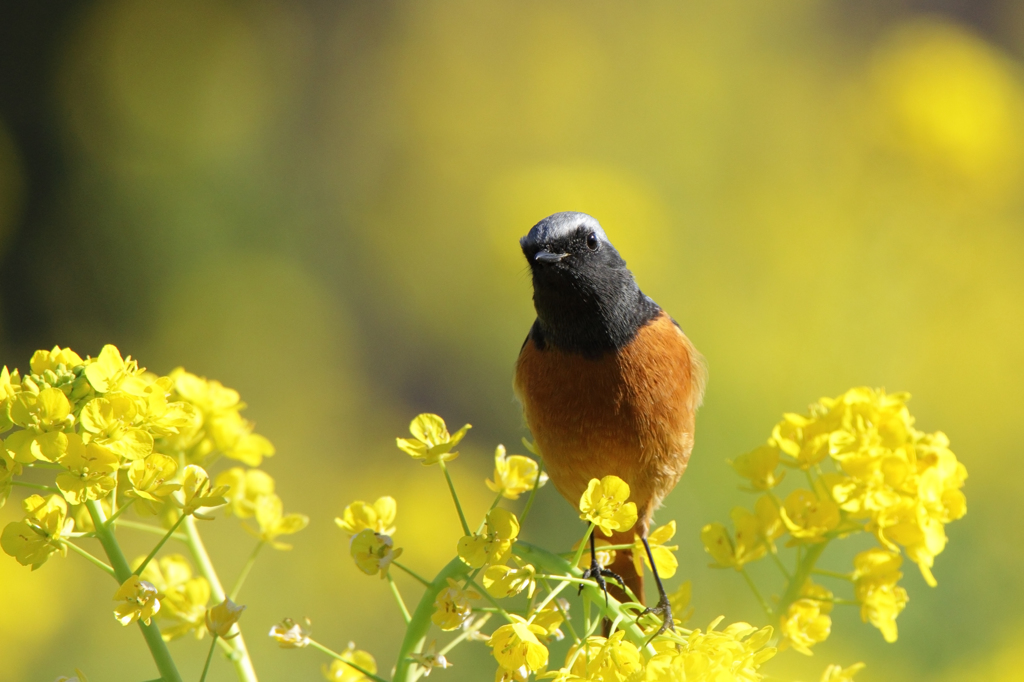 菜の花とジョウビタキ