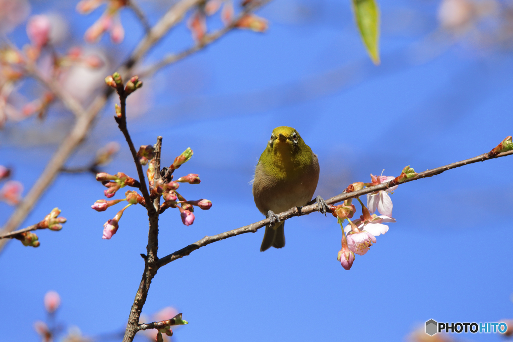 河津桜とメジロ