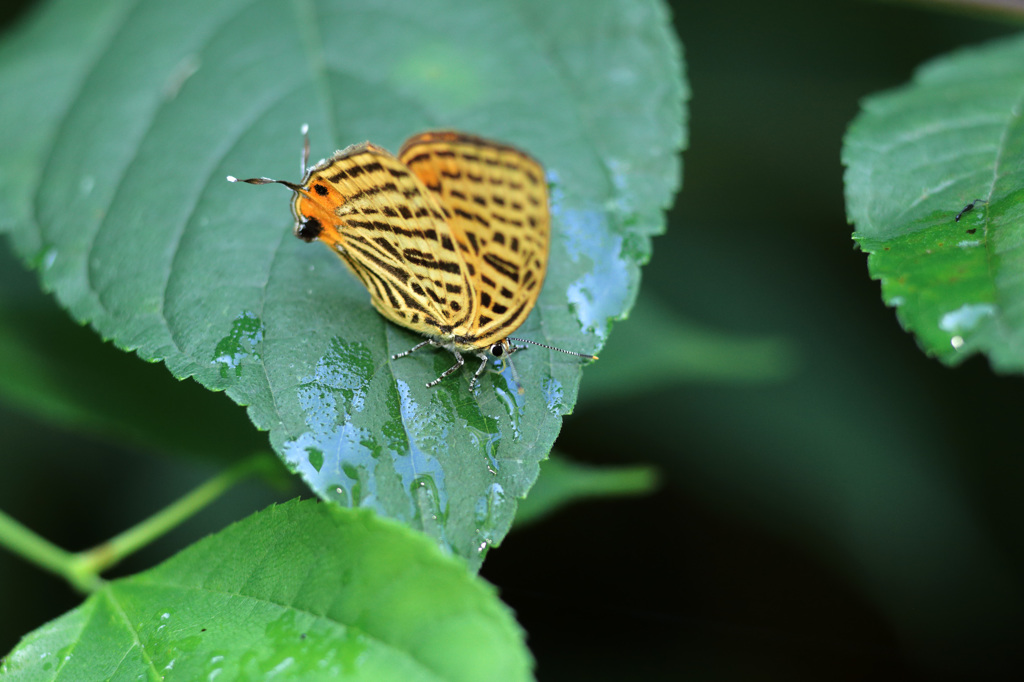 ウラナミアカシジミ
