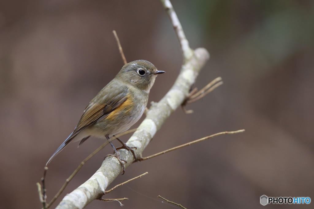 ルリビタキ（♀型）