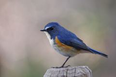 ルリビタキ（杭乗り）