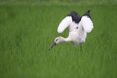 コウノトリ