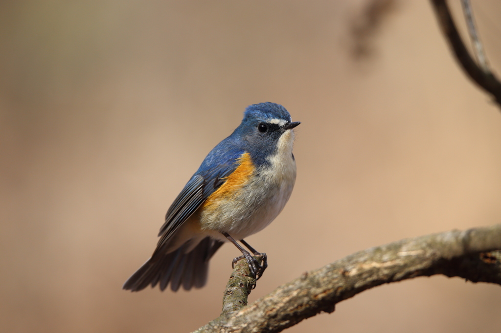 ルリビタキ（400mm F5.6）