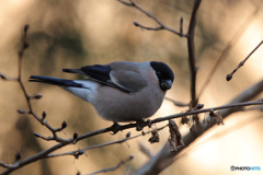 ウソ