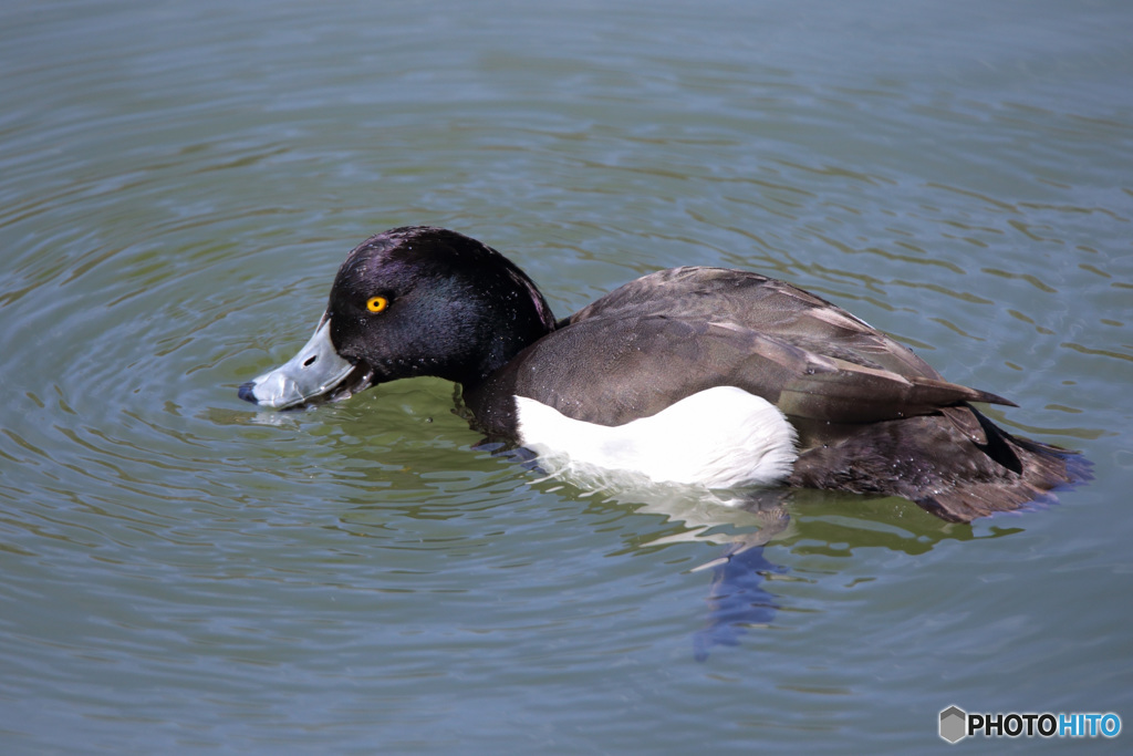 キンクロハジロ